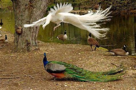 Flying Peacocks Look like Mythical Creatures