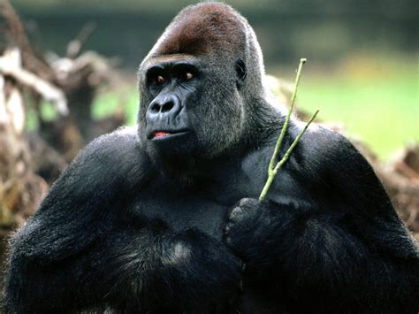 Gorilla Safaris: Research Top Gorilla Safaris Across Africa