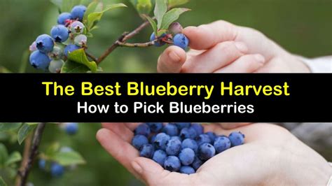 Blueberry Harvesting - Smart Tips for Picking Blueberries