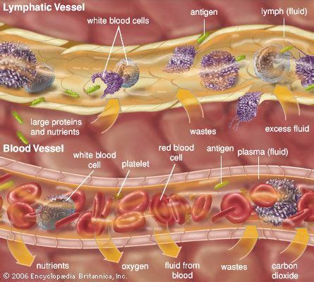 Extracellular fluid | Definition, Examples, Function, & Facts | Britannica