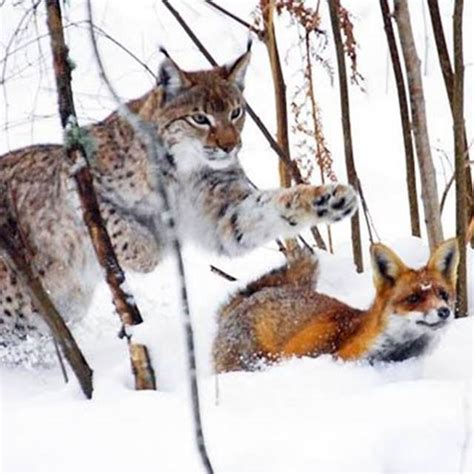 Lynx hunting Fox in snow | Lynx hunting Fox in snow | By Animals World ...