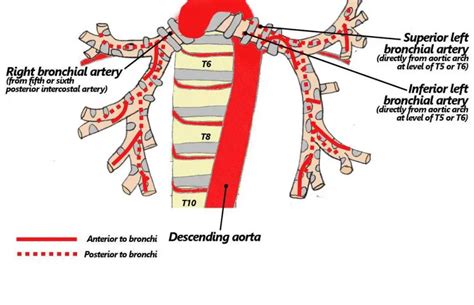 Pictures Of Bronchial Artery