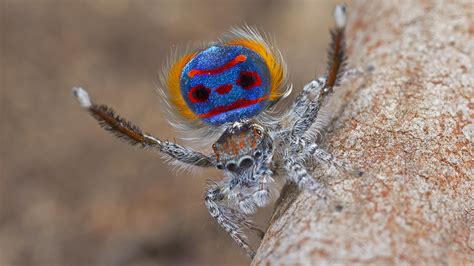 The ‘superblack' patches on these spiders make their other colors glow | Science | AAAS