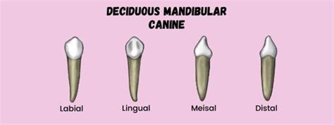 Deciduous Mandibular Canine | Dental Education Hub