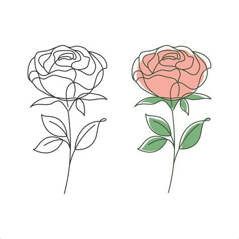 Rose flower linear drawing. Decorative beautiful rose flower with thin ...