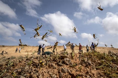 'Most devastating plague of locusts' in recent history could come ...