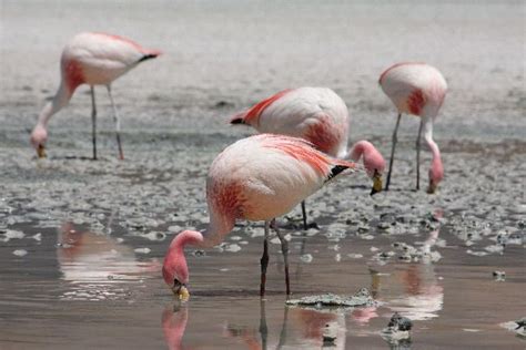 James’s Flamingo Feeding | Flamingo Facts and Information