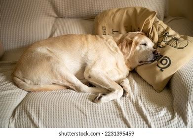 Elderly Labrador Sleeping On Sofa Dog Stock Photo 2231395459 | Shutterstock