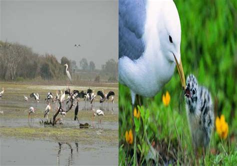 Top 10 famous bird sanctuaries of India