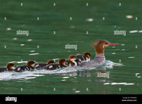 Common merganser / goosander (Mergus merganser) female swimming in lake with chicks on her back ...