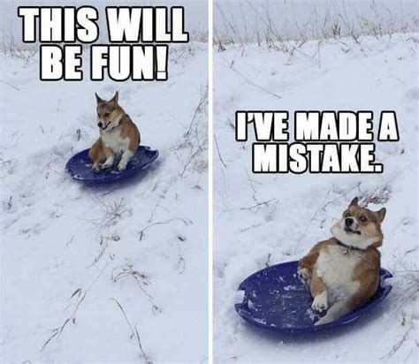 Sledding Corgi style | Funny animals, Corgi funny, Funny cute