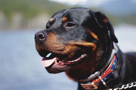 Are Rottweilers Dangerous Pets