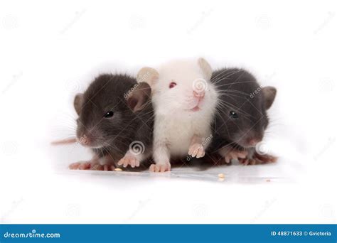 Baby rats stock image. Image of tiny, brown, background - 48871633