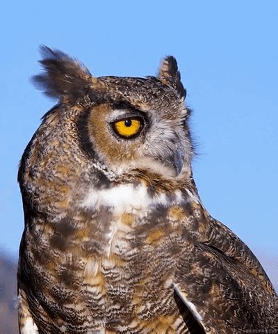 Great Horned Owl Birds GIF - Find & Share on GIPHY