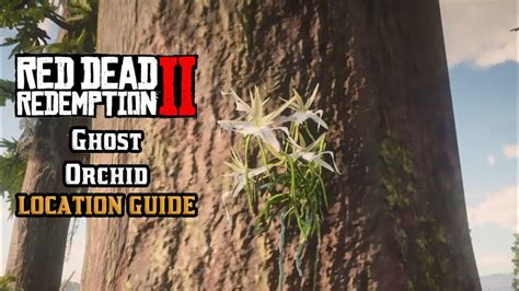 Ghost Orchid - Location Guide | Red Dead Redemption 2 - YouTube