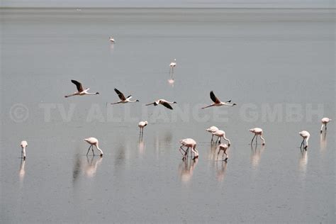 Lake Manyara National Park III Flamingos - Stock Photos and Video ...