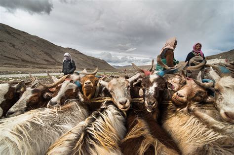 Changpas nomads: World famous Pashmina goat-rearers facing the burn of climate change in Ladakh ...