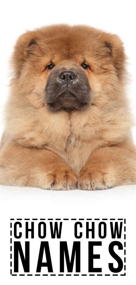 Chow Chow Names - Over 100 Magnificent Names For Impressive Pups