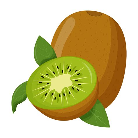 Kiwi Vector Art, Icons, and Graphics for Free Download