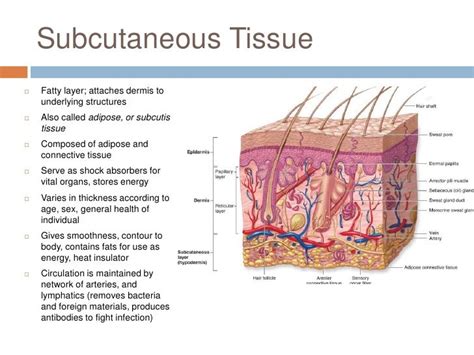 Image of tissue and description of layers and its makeup - Google Search | Skin anatomy ...