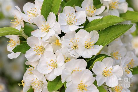 Wonderful White Crabapple Blossoms Photograph by Janice Noto | Fine Art ...