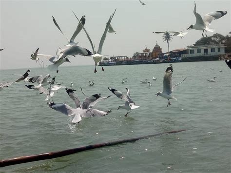 Did war in Ukraine drive more migratory birds to Chilika lake in Odisha?