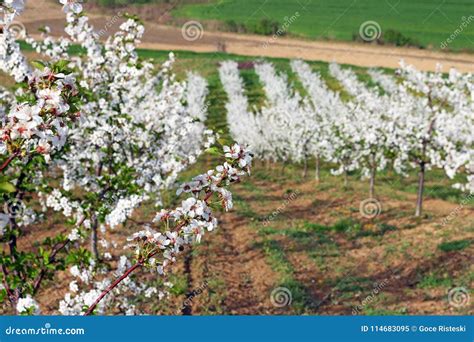 Orchard Spring Season Landscape Stock Image - Image of beautiful, bloom ...