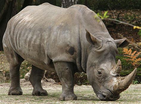 Sumatran Rhino (Dicerorhinus sumatrensis)