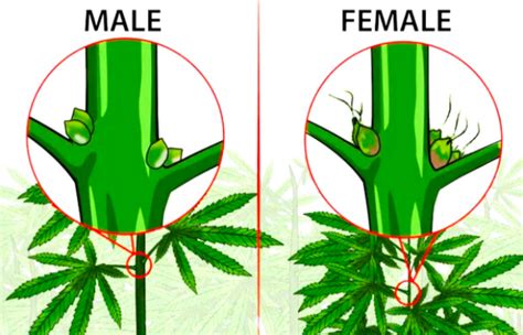 Male Vs Female Marijuana Plants