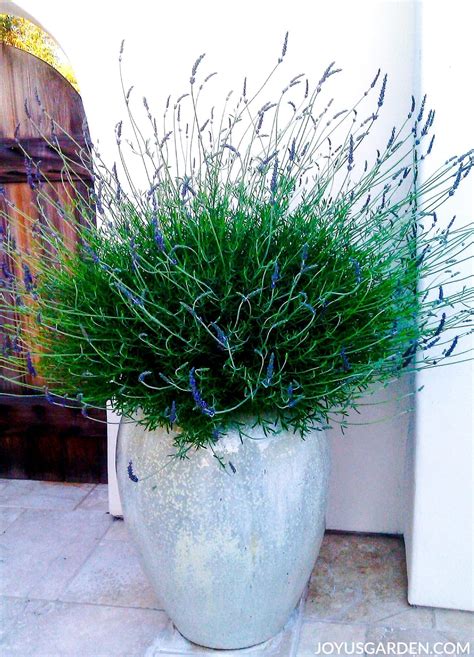 How To Care For Lavender Plants In Pots - Plant Ideas