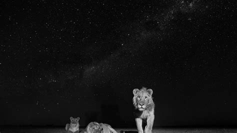 You need some clever tech to photograph a lion's den at night | WIRED UK