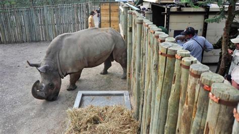 South Africa considers halting rhino hunting | CTV News