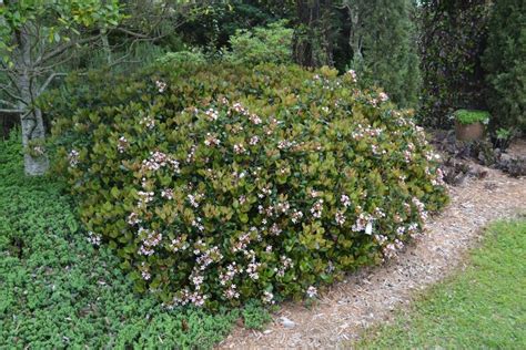 indian hawthorn tree pruning - Stoical Blogging Stills Gallery