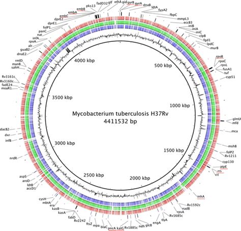 Phenotypic and genomic comparison of Mycobacterium aurum and surrogate model species to ...