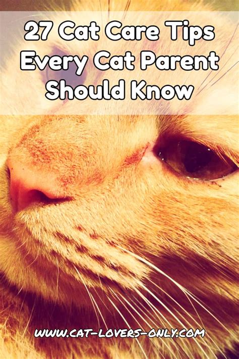 Cat Care Tips: 27 Ways to Better Love Your Furry Friend