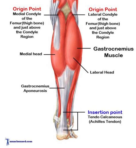 Gastrocnemius Muscle | für Arbeit - Seniorenfitnesstrainerin | Pinterest