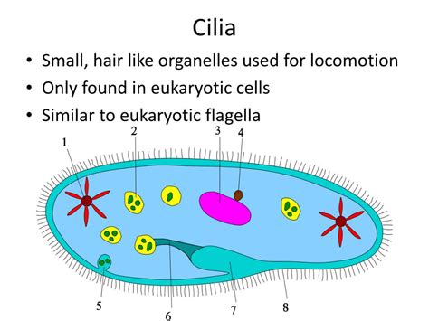 PPT - Cilia and Flagella in Cell Structure PowerPoint Presentation ...