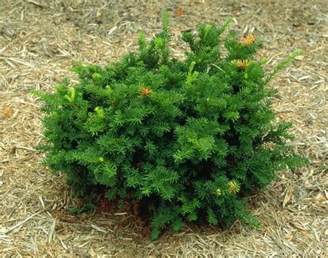 Dwarf Japanese Yew | Evergreen Front Landscaping