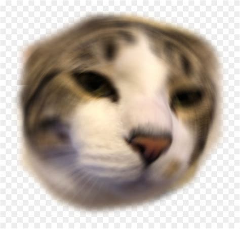 Trevorsayswut Discord Emoji - Domestic Short-haired Cat, HD Png ...