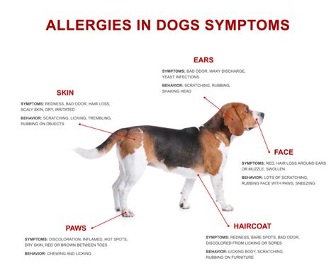 What Are Allergy Symptoms In Dogs