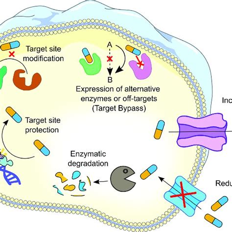 Schematic representation of antibiotic resistance mechanisms. Six... | Download Scientific Diagram