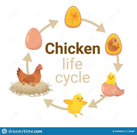 Kids Educational Scheme of the Hatching Process. Stock Vector - Illustration of hatch, chick ...