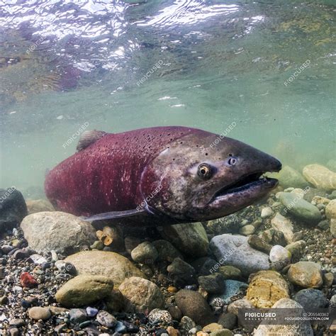 Spawning chinook salmon swimming under water — fauna, travel - Stock Photo | #205540362