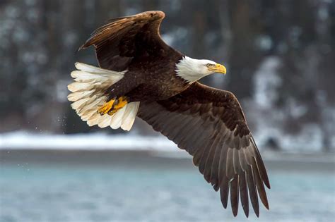 Bald Eagle Wingspan: How It Compares to Other Birds?