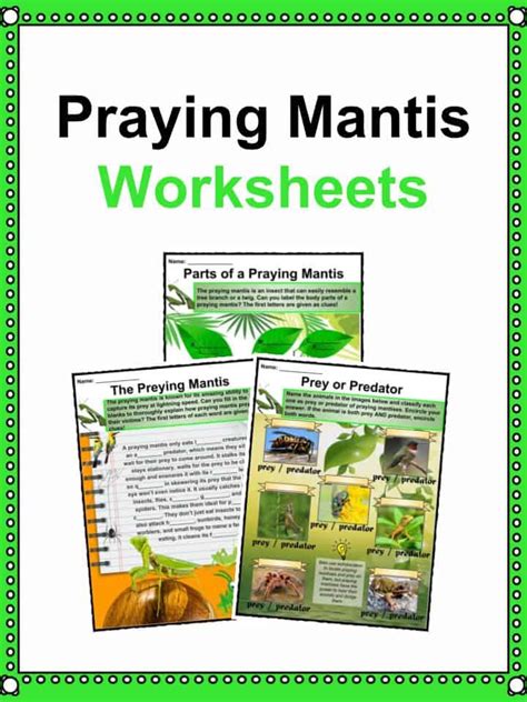 Praying Mantis Facts, Worksheets, Habitat, Behavior & Diet For Kids