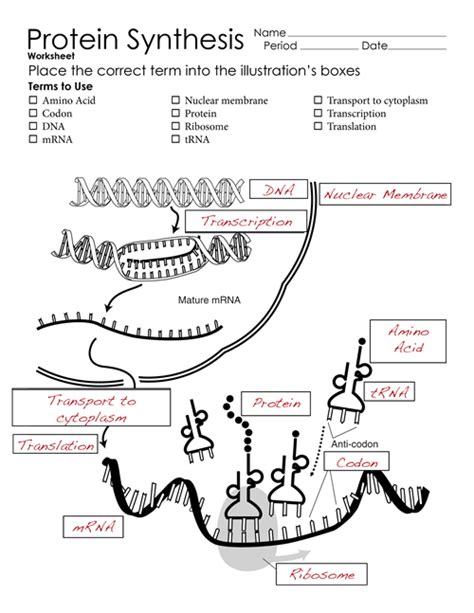 Protein Synthesis Worksheet Page 2 | Worksheets Samples