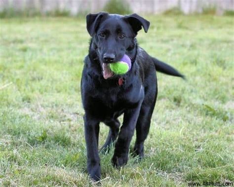 Chocolate Lab Shepherd Mix Puppies : Pin On Miscellaneous Must Haves ...