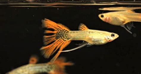 Guppy Diseases, Symptoms, Causes, Cure & Treatment Guide