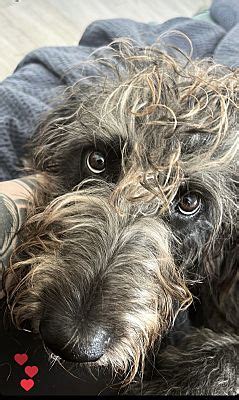 Sarasota, FL - Belgian Malinois/Poodle (Standard). Meet Cleo a Pet for Adoption - AdoptaPet.com