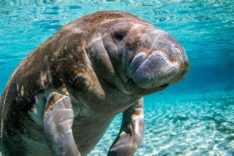 Florida Manatees Face Greater Threats to Habitat, Health – The Published Reporter